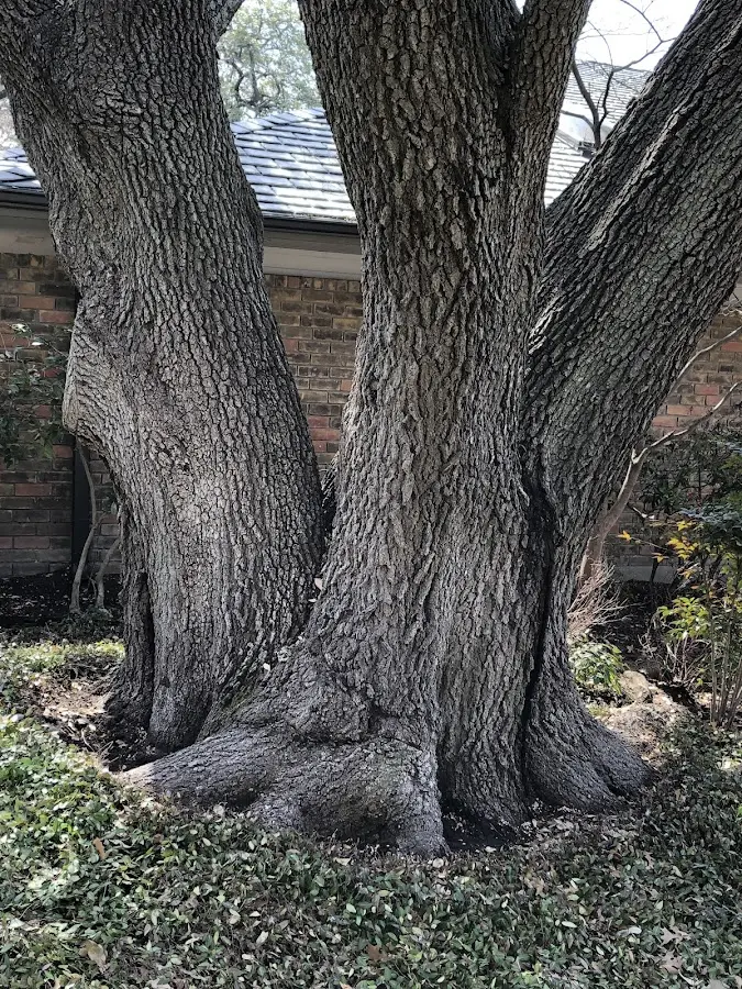Mature heritage tree close to a Wewoka property cared for by certified arborists